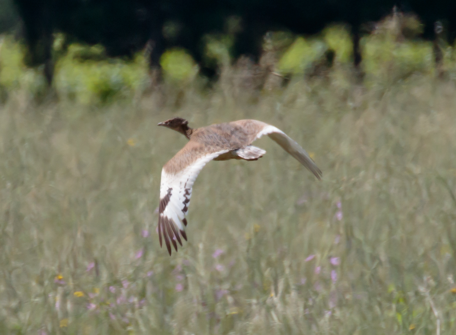 Miniature